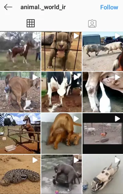 animal-theme